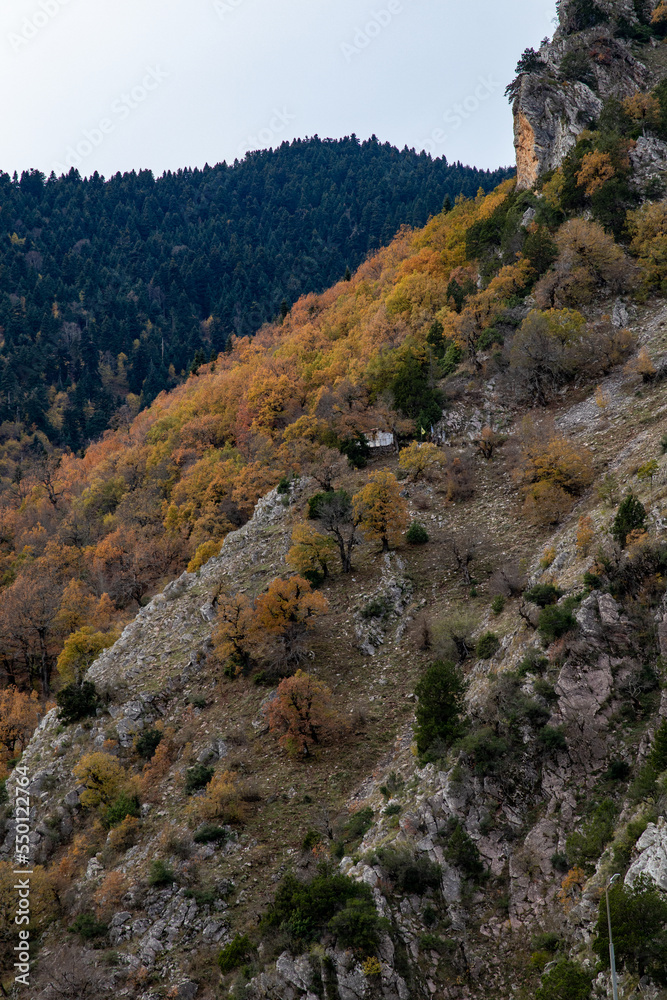 autumn forest in the mountains