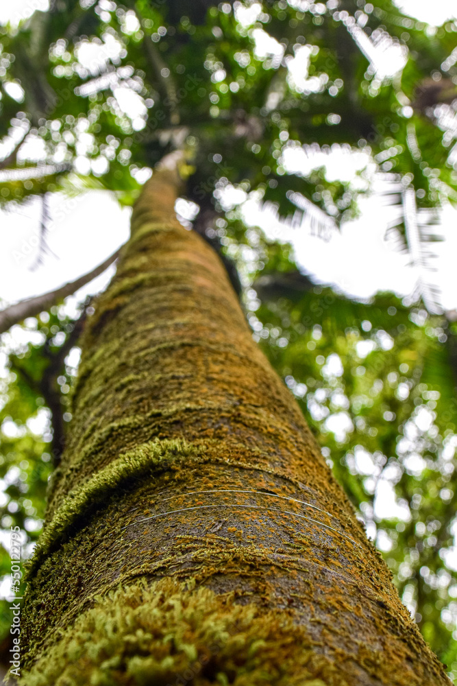 Fototapeta premium palm tree with moss