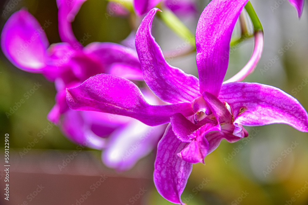 purple orchid flower