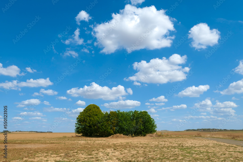 Isolated trees in the middle of the countryside. Nature landscape with fields.