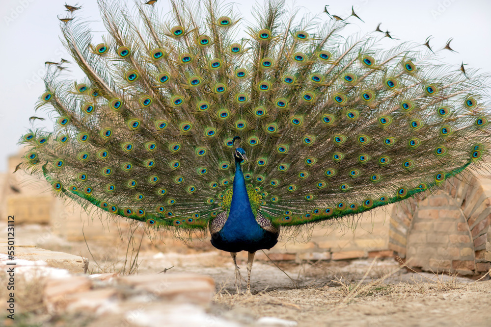 Fototapeta premium The peacock turns on the female with the gorgeous feathers.