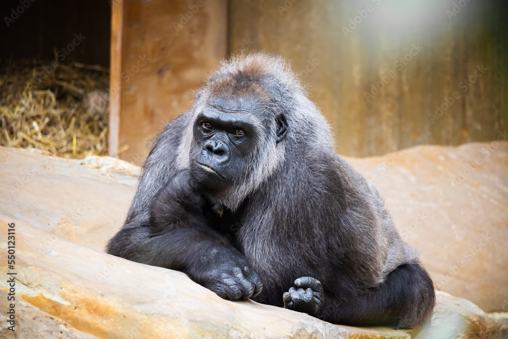 gorilla sits chilled om the stone