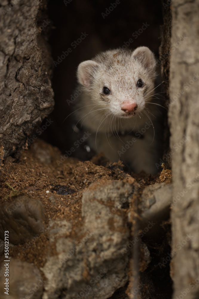 Ferret enjoying walking and exploring of tree holes in winter park Ferret enjoying walking and exploring of tree holes in winter park