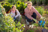 Young woman with a teenage girl working on a private plot, harvesting onions