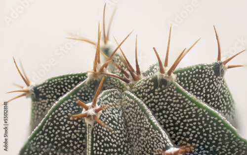 Picudas las espinas (Astrophytum ornatum macro) photo