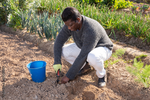 Focused African american man works in the kitchen garden on a spring day, digging holes for planting seedlings with ..a small shovel © JackF