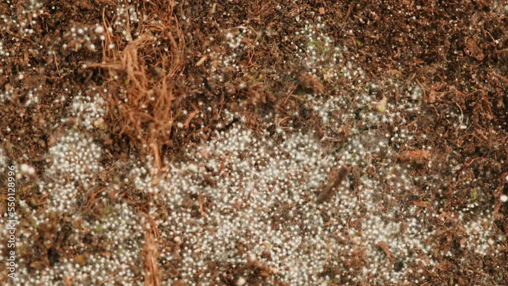 Infected soil, radiation and disaster, global warming and climate change, new life, mushrooms and spores, bacteria and mold Infected soil, radiation and disaster, global warming and climate change, new life, mushrooms and spores, bacteria and mold
