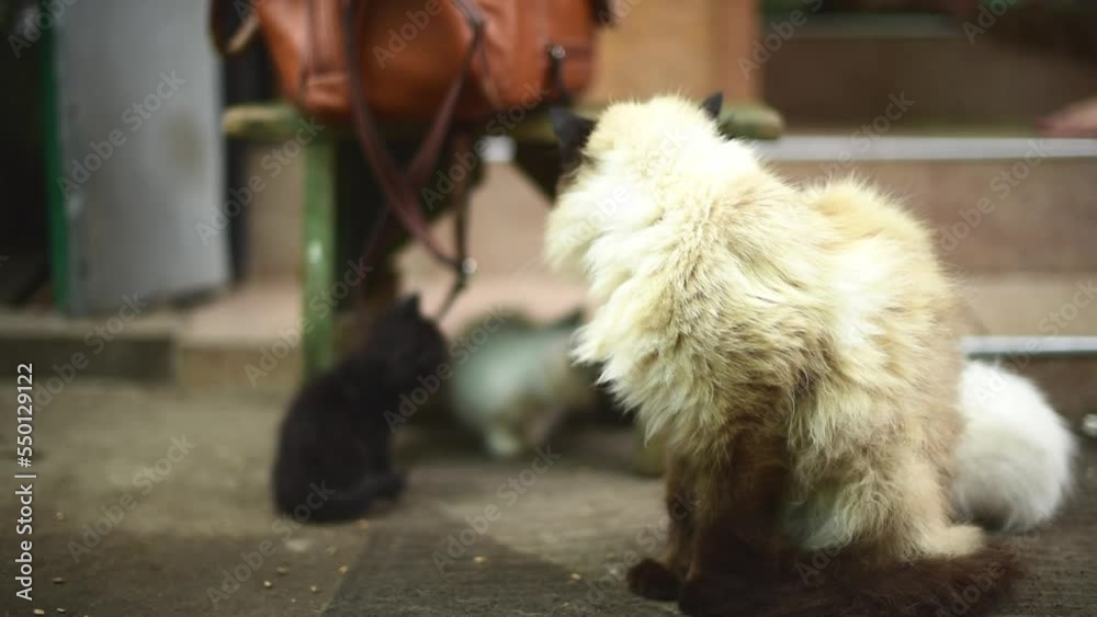 Portrait of fluffy Siamese cat watching distance, 4k video. Feline cat with playful kittens Portrait of fluffy Siamese cat watching distance, 4k video. Feline cat with playful kittens
