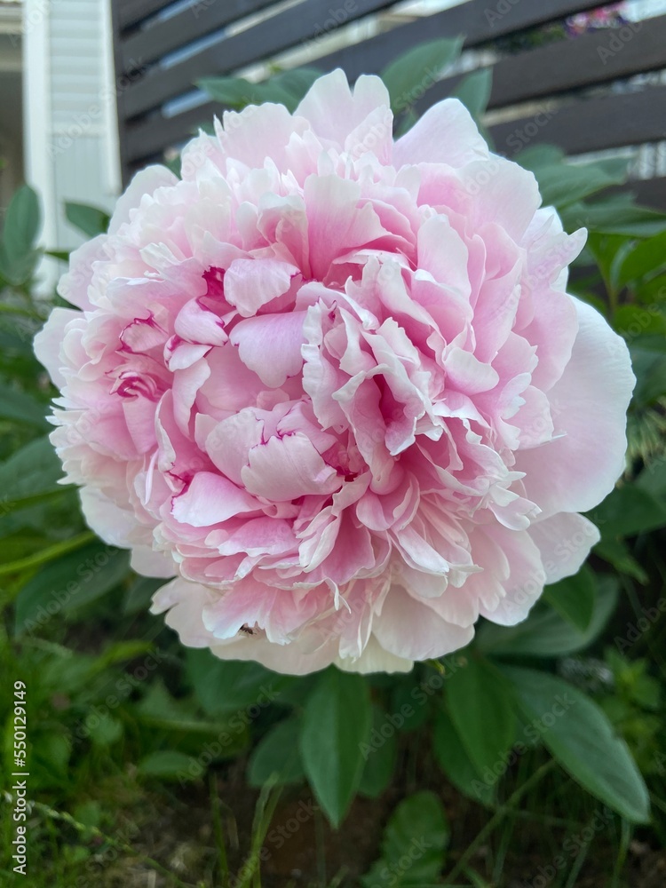 pink peony flower pink peony flower