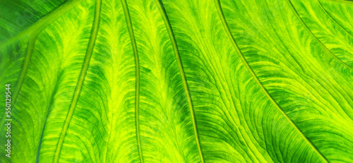 Texture of green leaf in background light. Flat exotic texture of plant, close-up. Horizontal frame, banner