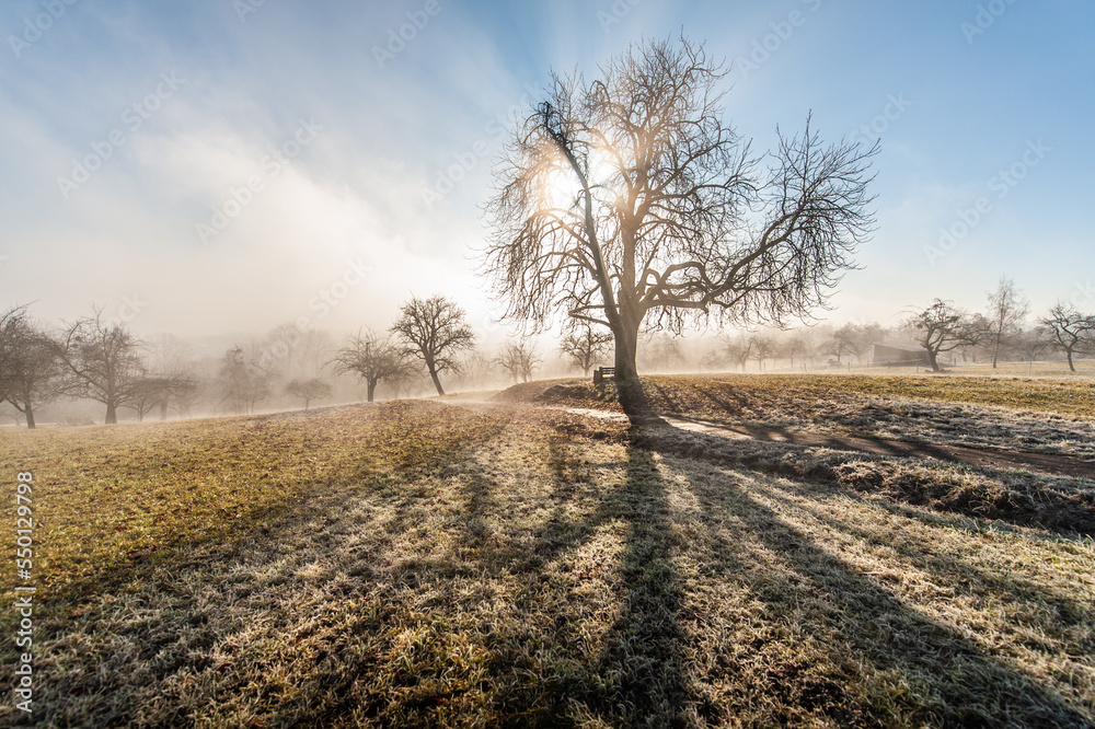 Kahle Bäume im Gegenlicht bei Frost Kahle Bäume im Gegenlicht bei Frost