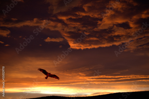 Bird soars beneath orange-colored clouds