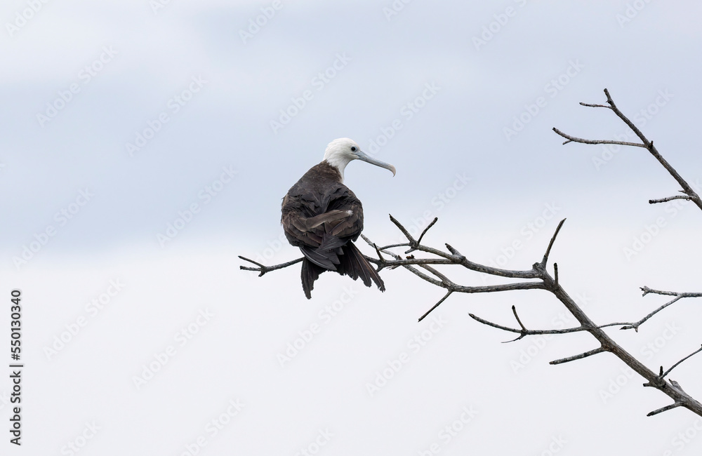 Juvenile Magnificent Frigatebird (Fregata magnificens) Juvenile Magnificent Frigatebird (Fregata magnificens)