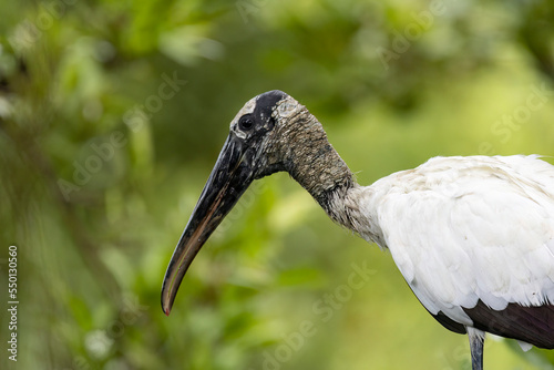 Profile view of a large  Wood Stork (Mycteria americana) wading bird