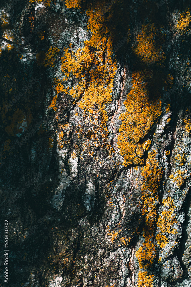 Autumn abstraction in the contrast of light and shadow Autumn abstraction in the contrast of light and shadow