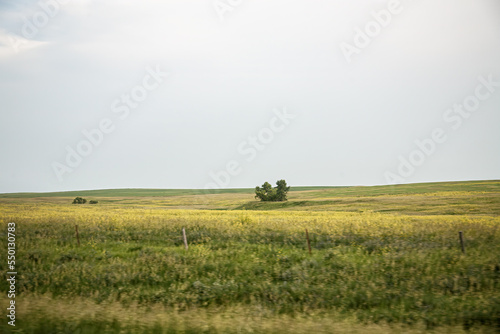 trees stand alone far out in an open prairie under gray skies