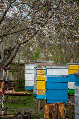 Blossoming garden with apiary. Bees spring under the flowering trees of apple trees. Red tulips on the background of hives. © Maryna