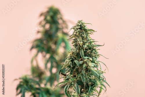 Indoor Cannabis plant  branch of marijuana on a pink background