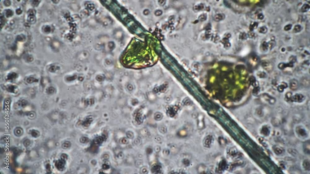 In laboratory biological research under microscope close up large long cells move in special liquid. Scientific studies in field of botany of unicellular simple organisms. New little life forms.