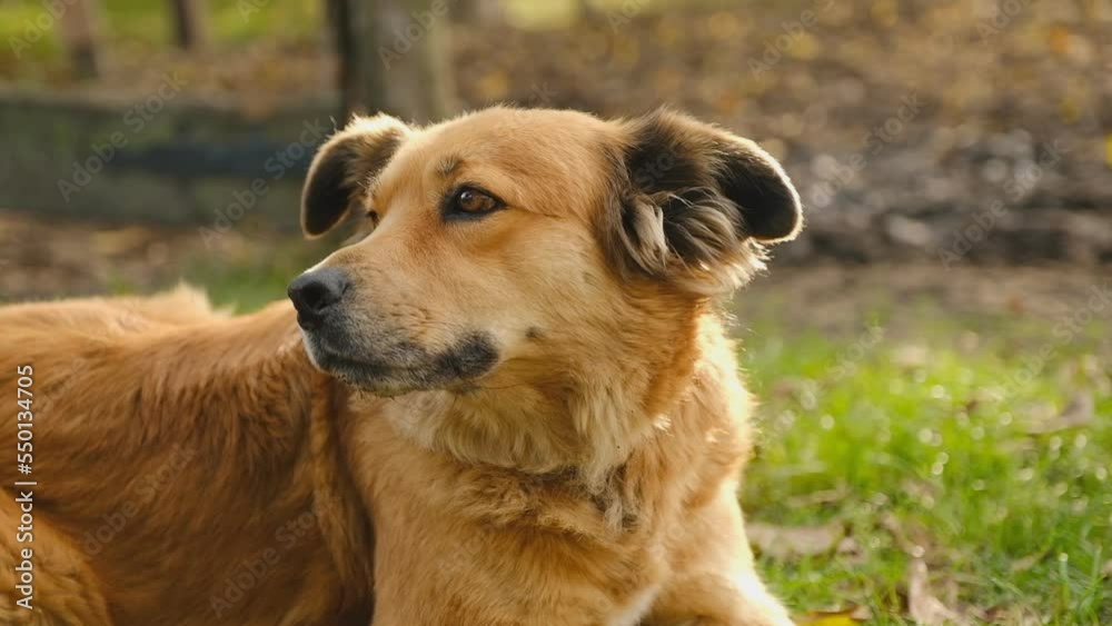 Walking with the dog in the park in the evening. A beautiful dog is resting on the grass in autumn after eating. Walking with the dog in the park in the evening. A beautiful dog is resting on the grass in autumn after eating.