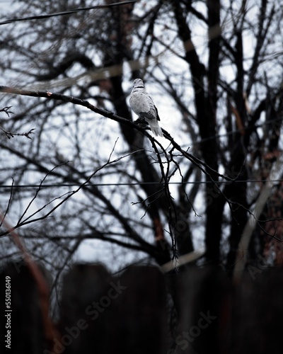 Pigeon on tree