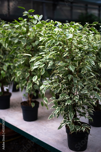 Several ficus trees in pots in the greenhouse,vertical photography.