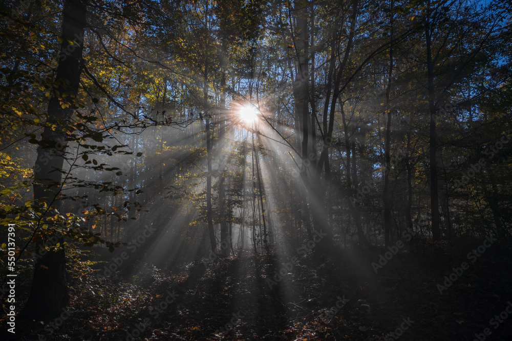 Sonnenstrahlen im Nebelwald