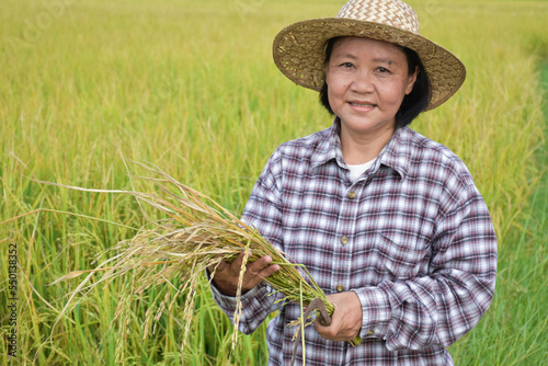 Portrait elderly asian woman standing in yellow rice paddy field, holding a bundle of riceear, smiling and showing her happiness in her daily life in her farmland, soft and selective focus.