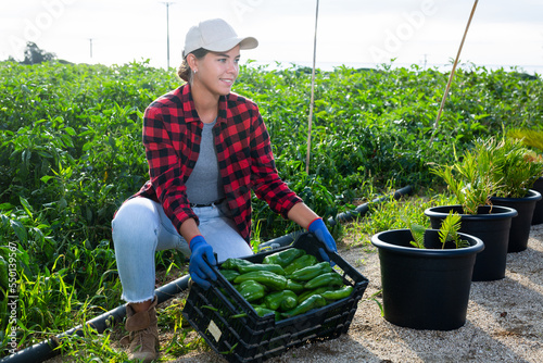 Woman demonstrates box with crop of ripe bell peppers in a farmer field