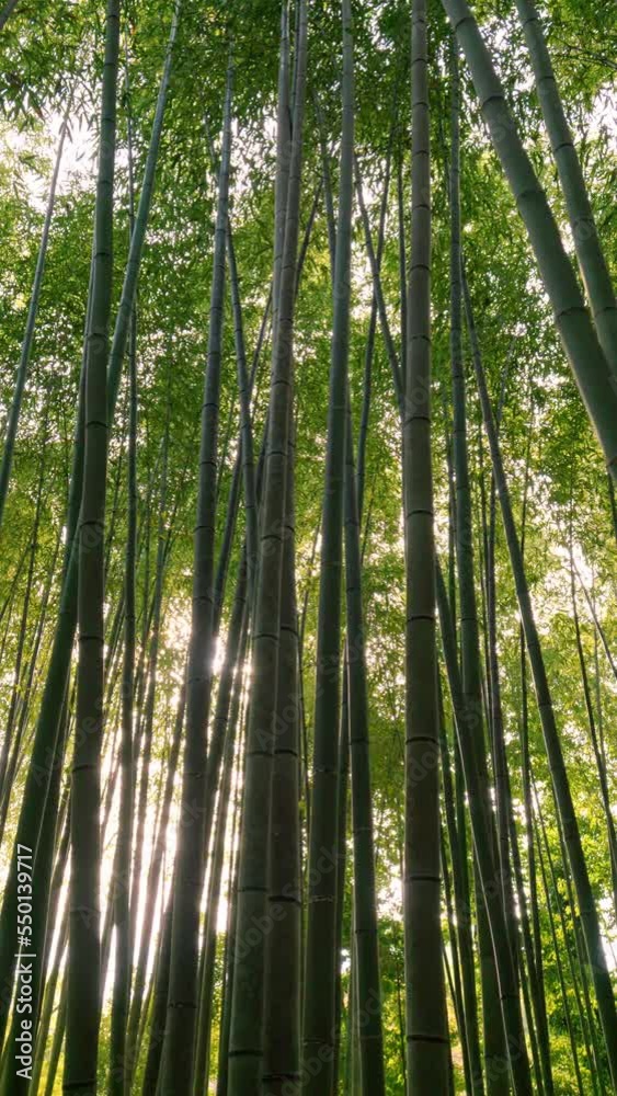 Beautiful view of walking in a bamboo forest, Arashiyama in Kyoto in Japan, Vertical video for smartphone footage, Lens flare Beautiful view of walking in a bamboo forest, Arashiyama in Kyoto in Japan, Vertical video for smartphone footage, Lens flare