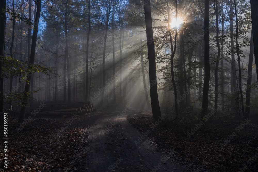 Obraz premium Herbstwald am Morgen mit Nebel 