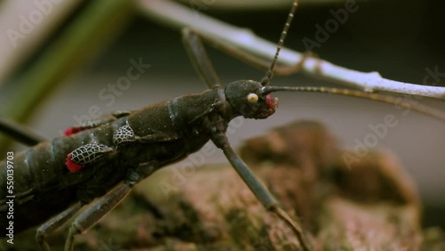 Stick insect Peruphasma schultei on dry wood with green background. High quality 4k footage photo