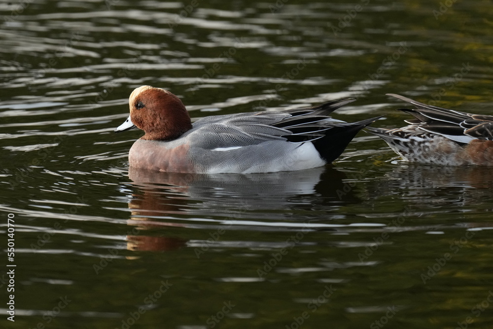 eurasian wigeon in a field eurasian wigeon in a field
