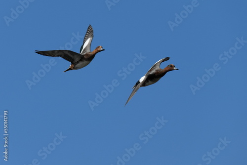 eurasian wigeon in a field