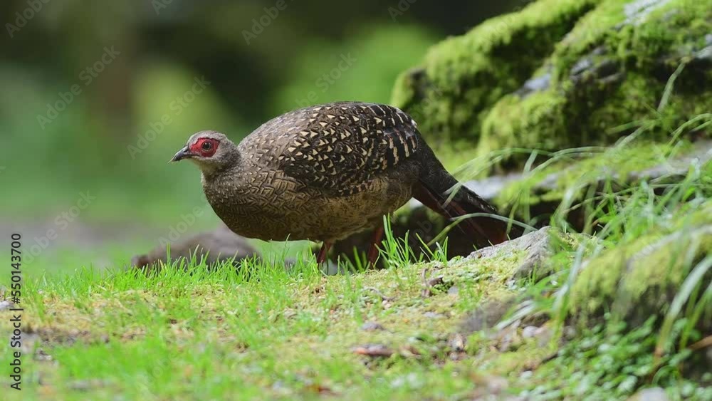 Female Swinhoes Pheasant (Lophura swinhoii) in Taiwan. Female Swinhoes Pheasant (Lophura swinhoii) in Taiwan.