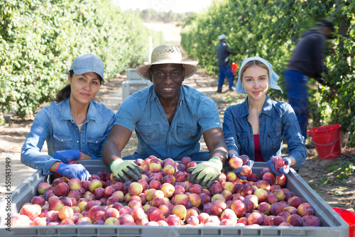 Portrait of smiling man and women farmers posing with new harvest of plums in big crate in sunny orchard