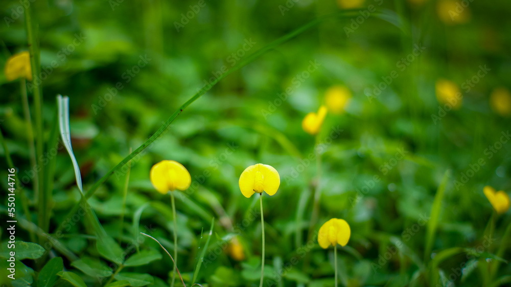 Obraz premium Arachis duranensis is a herb found in South America, specially in North Argentina, Bolivia, and Paraguay.