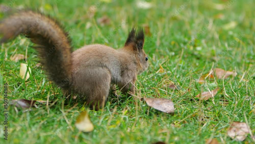 Squirrel looks for food in green grass of lawn in park. Fluffy rodent eats more before cold winter season. Autumn day in forest. Squirrel looks for food in green grass of lawn in park. Fluffy rodent eats more before cold winter season. Autumn day in forest.