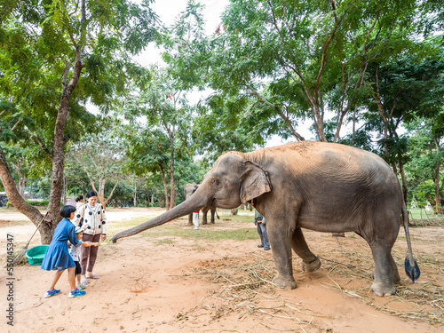 Surin province, Thailand, November 22, 2022: Elephants and mahouts with tourists in the village of Chang Surin Province, Thailand.