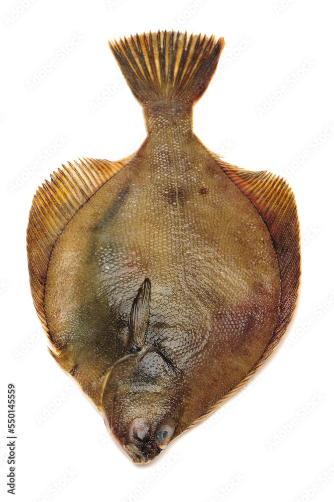 Obraz premium Psetta maxima (Turbot Fish) isolated on white background 