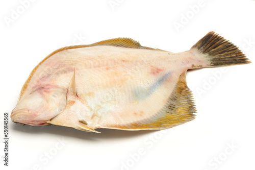 Psetta maxima (Turbot Fish) isolated on white background  photo