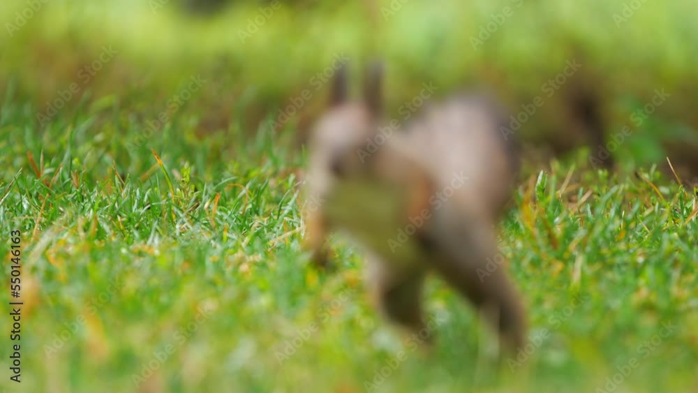 Squirrel looks for food in green grass of lawn in park. Fluffy rodent eats more before cold winter season. Autumn day in forest. Squirrel looks for food in green grass of lawn in park. Fluffy rodent eats more before cold winter season. Autumn day in forest.