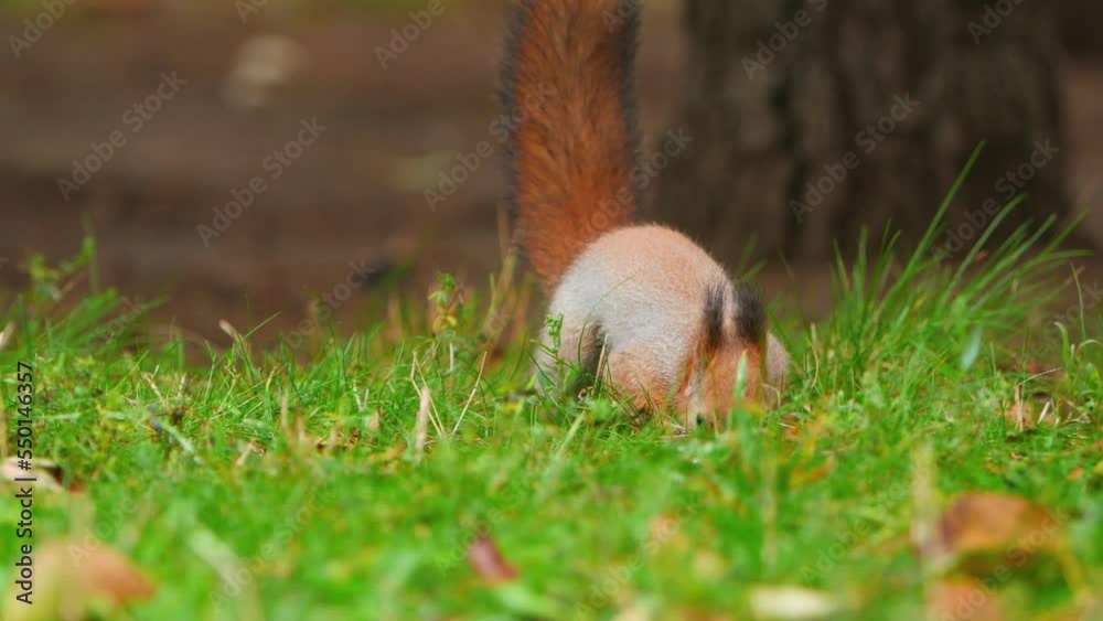 Squirrel looks for food in green grass of lawn in park. Fluffy rodent eats more before cold winter season. Autumn day in forest. Squirrel looks for food in green grass of lawn in park. Fluffy rodent eats more before cold winter season. Autumn day in forest.