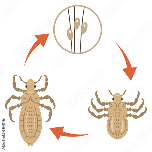 アタマジラミのサイクルイラスト