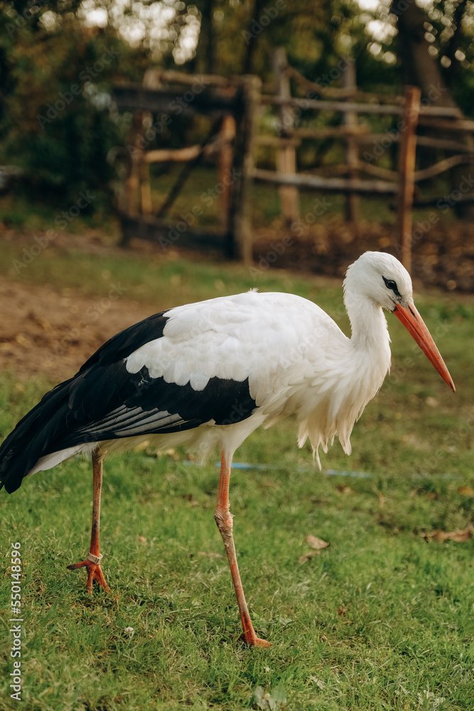 The stork walks close to people in the park in autumn. The stork walks close to people in the park in autumn.