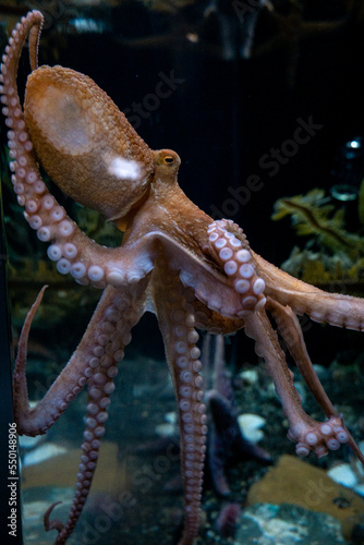 Red Octopus at Aquarium of the Bay