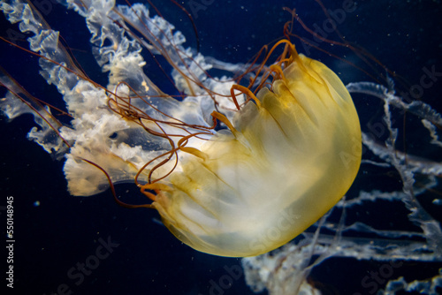 Pacific Sea Nettle at Aquarium of the Bay