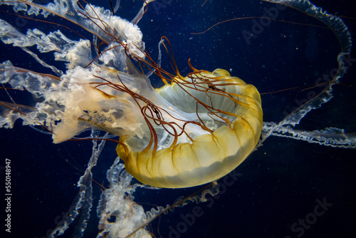 Pacific Sea Nettle at Aquarium of the Bay