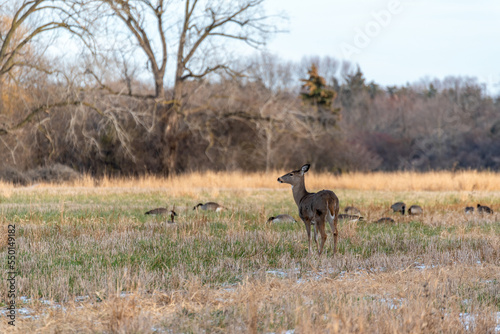 White-tailed Deer In The Field In Late November
