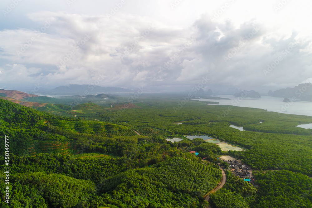 Aerial view green mangrove forest morning sunrise sea view